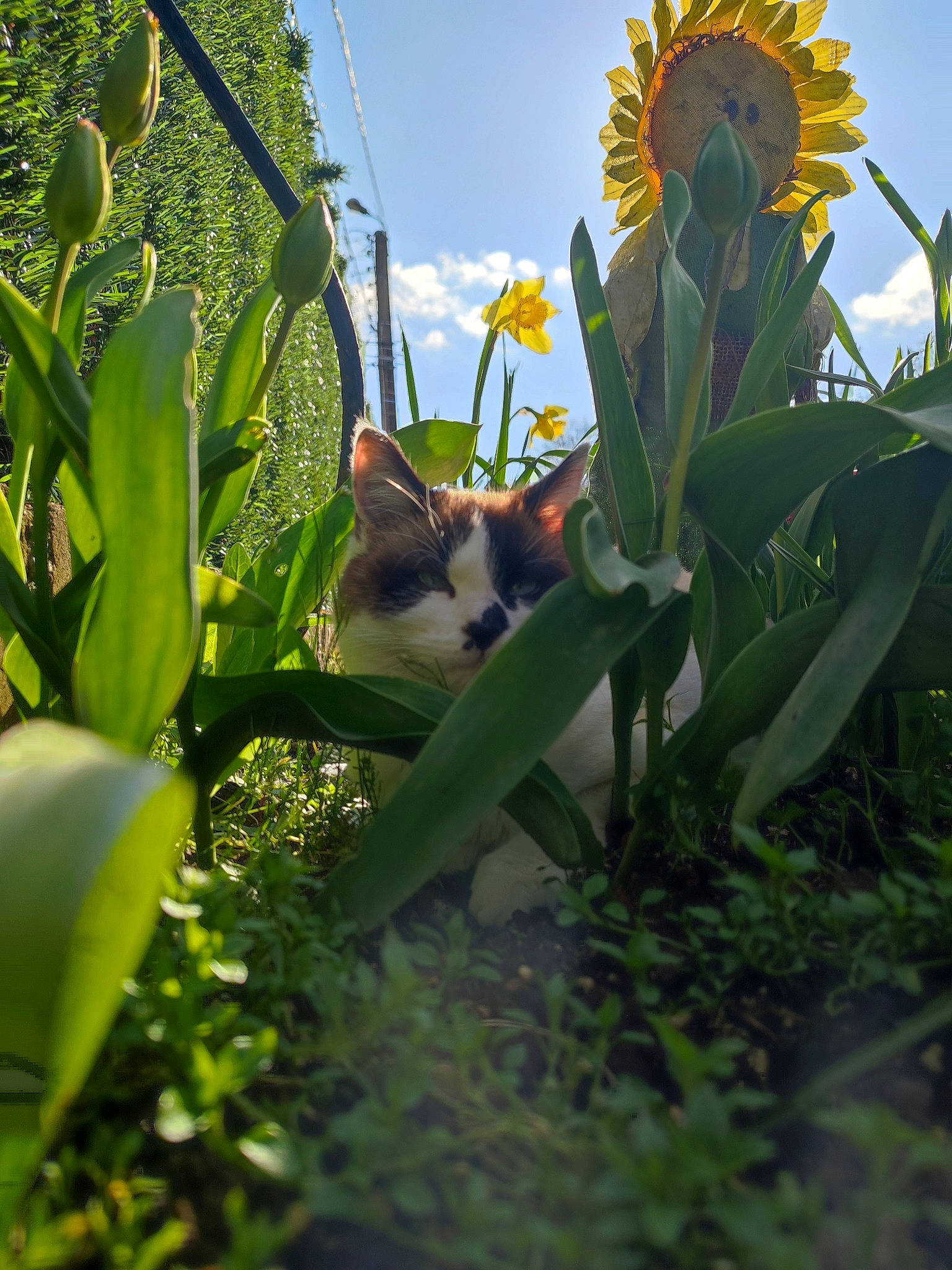 Kally a rejoint le concours — aidez-le/la à gagner de superbes lots ! annual_plant, botany, carnivore, cat, cloud, felidae, flower, flowering_plant, grass, herbaceous_plant, landscape, petal, plant, plant_stem, sky, small_to_medium_sized_cats, tail, terrestrial_plant, whiskers, wood