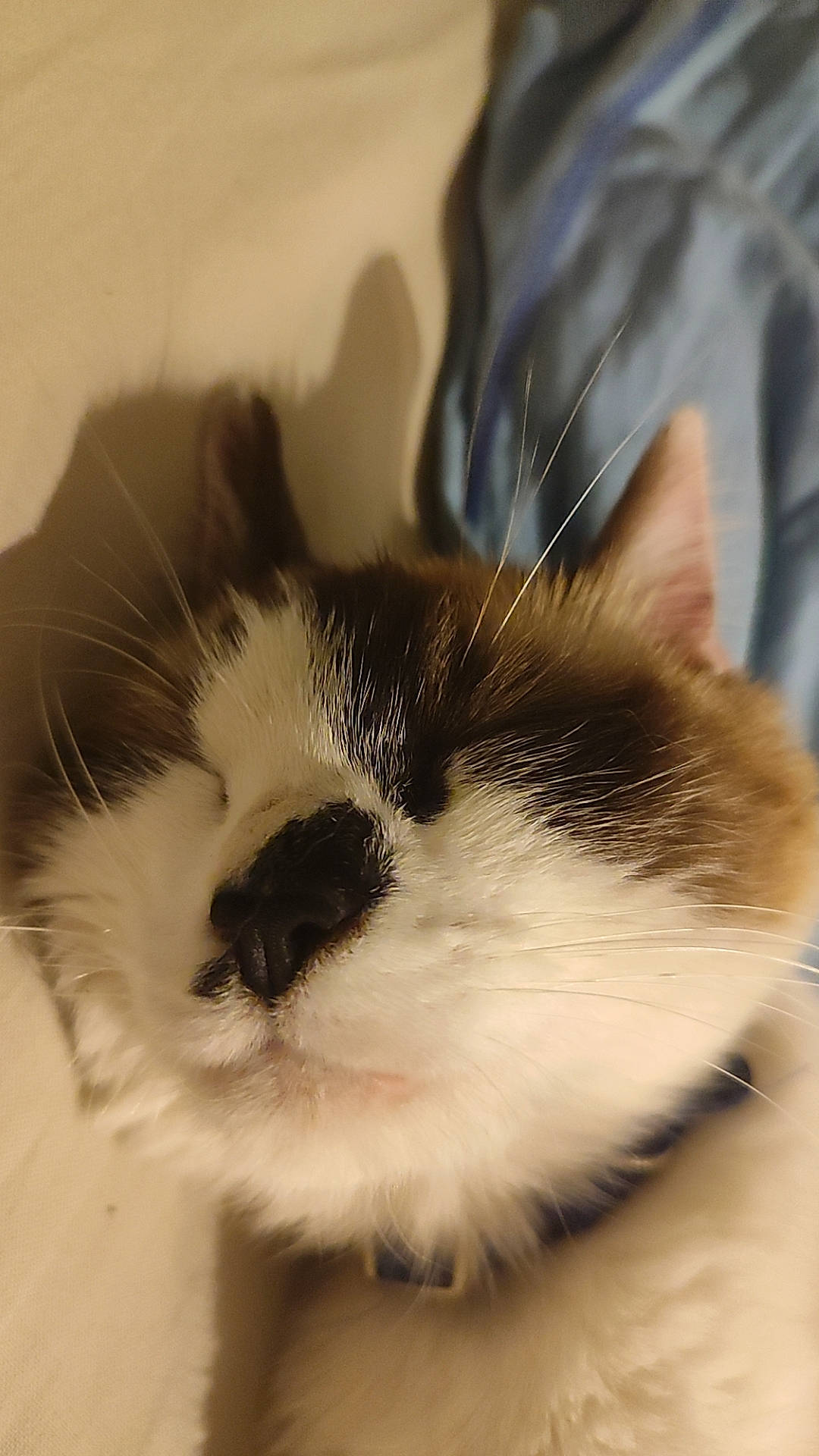 Kally participe au concours pour gagner de l'argent avec cette photo : carnivore, cat, comfort, domestic_short_haired_cat, eye, felidae, fur, head, paw, small_to_medium_sized_cats, snout, whiskers