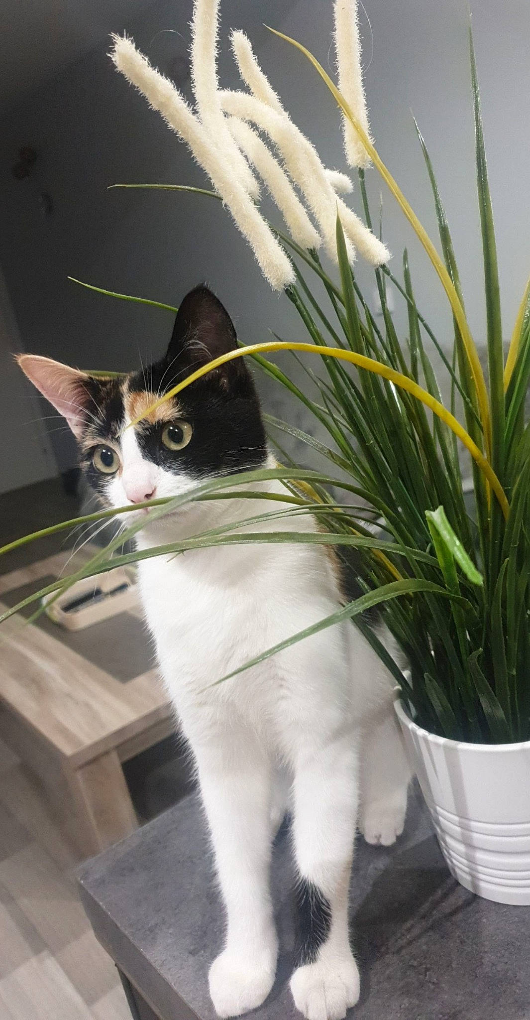 Pespi participe au concours pour gagner de l'argent avec cette photo : carnivore, cat, collar, domestic_short_haired_cat, event, felidae, flower, flowering_plant, flowerpot, fur, grass, herb, houseplant, plant, small_to_medium_sized_cats, tail, tree, whiskers