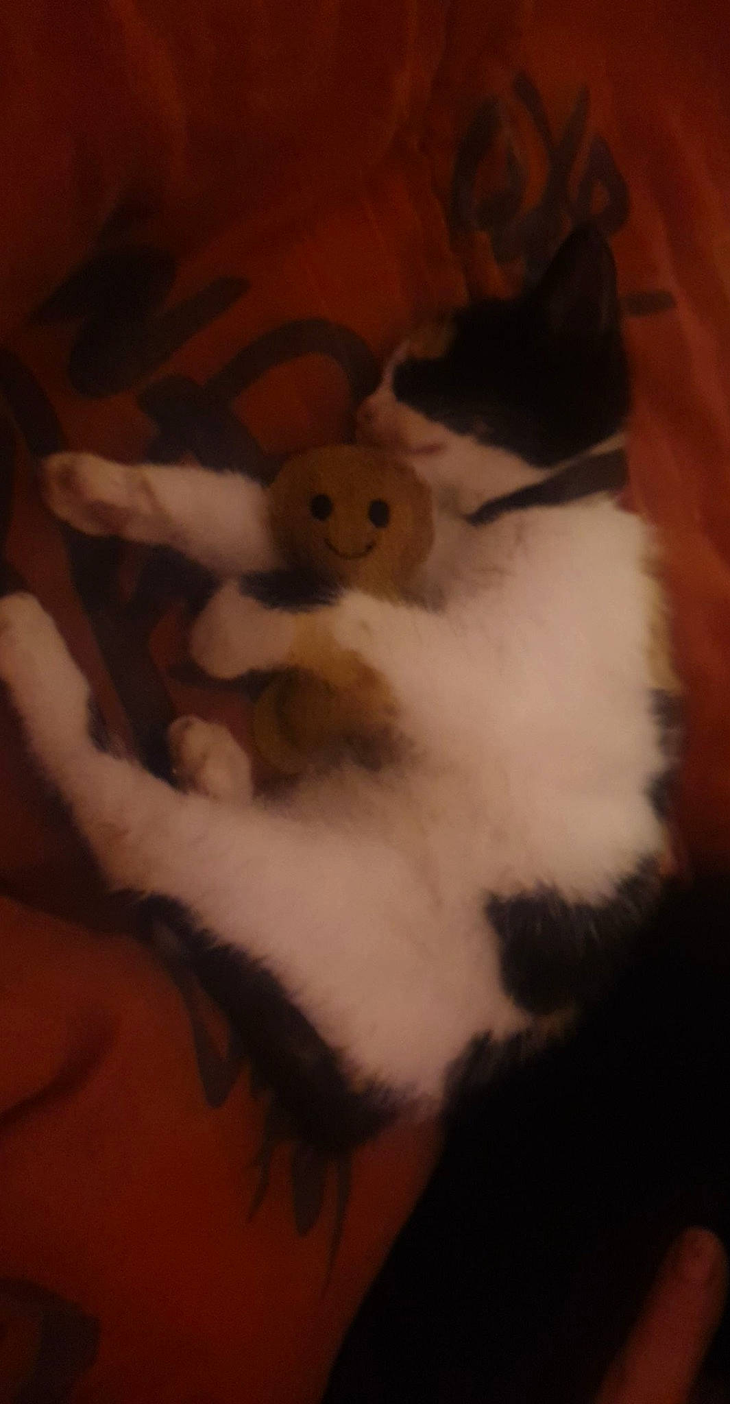 Pespi a rejoint le concours — aidez-le/la à gagner de superbes lots ! canidae, carmine, carnivore, cat, claw, comfort, darkness, fawn, felidae, fur, pattern, paw, petal, small_to_medium_sized_cats, snout, tail, whiskers