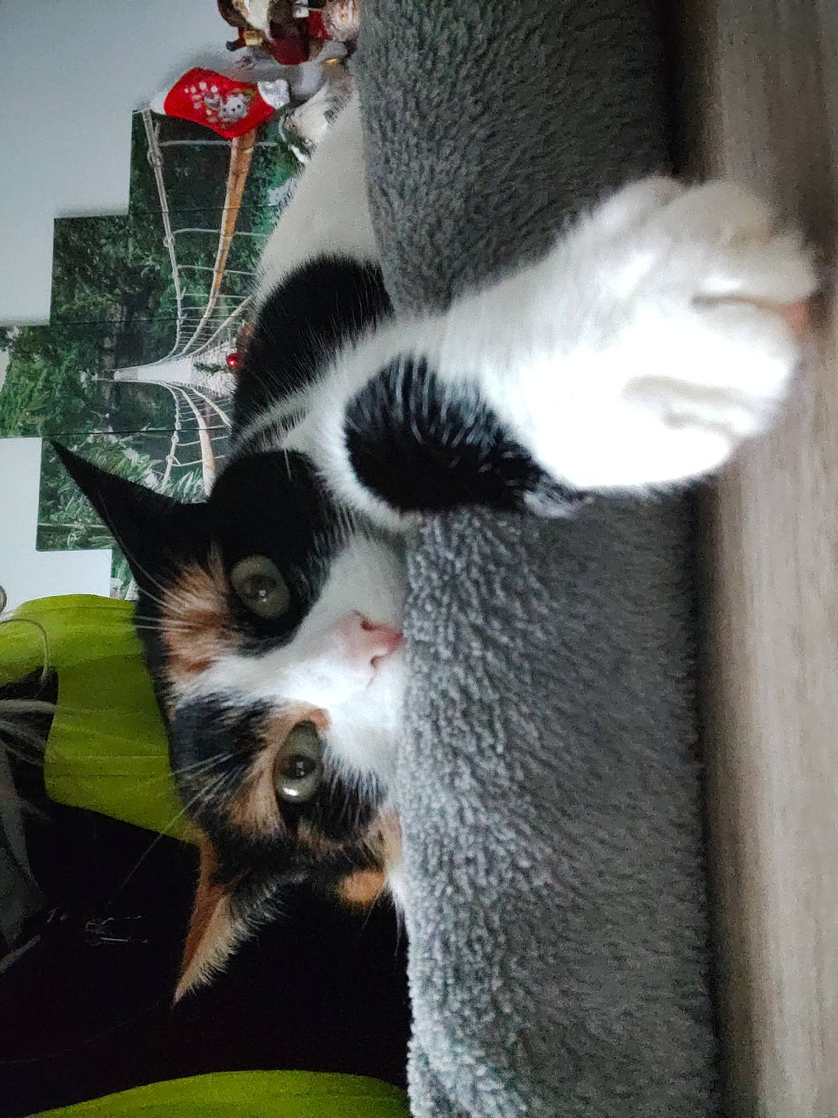 Pespi participe au concours pour gagner de l'argent avec cette photo : carmine, carnivore, cat, chair, claw, domestic_short_haired_cat, felidae, fur, natural_material, paw, small_to_medium_sized_cats, snout, tail, terrestrial_animal, tree, whiskers