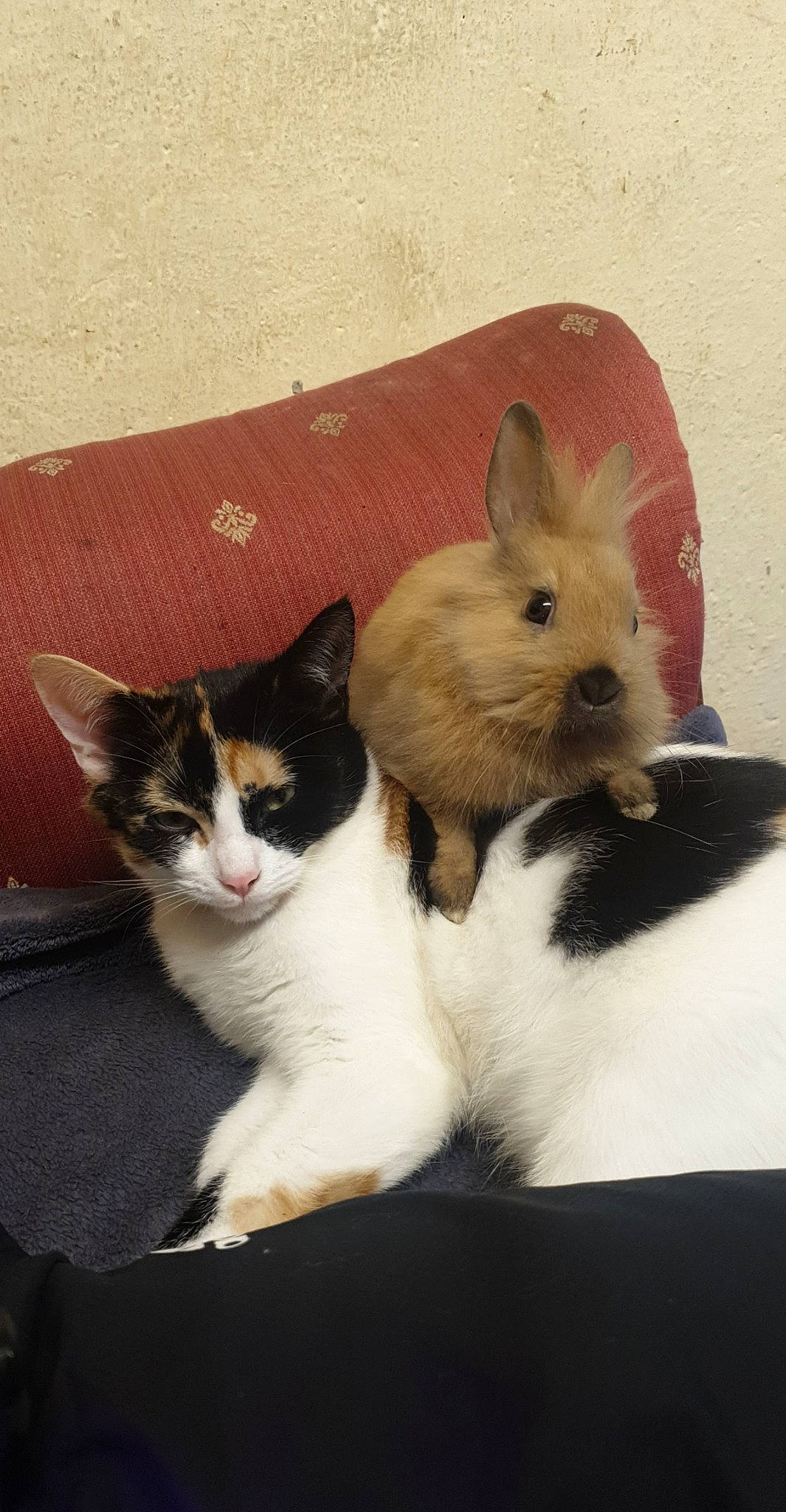 Pespi participe au concours pour gagner de l'argent avec cette photo : carnivore, cat, comfort, domestic_rabbit, domestic_short_haired_cat, ear, eye, fawn, felidae, fur, mammal, paw, rabbit, rabbits_and_hares, small_to_medium_sized_cats, snout, tail, terrestrial_animal, whiskers