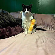 Skye is registered to the contest to win money with this photo: animal, bed, black_and_white, blanket, cast, cat, comfort, cozy, domestic_animal, feline, fur, green_wall, indoor, injury, looking, paw, pet, resting, soft_lighting, whiskers