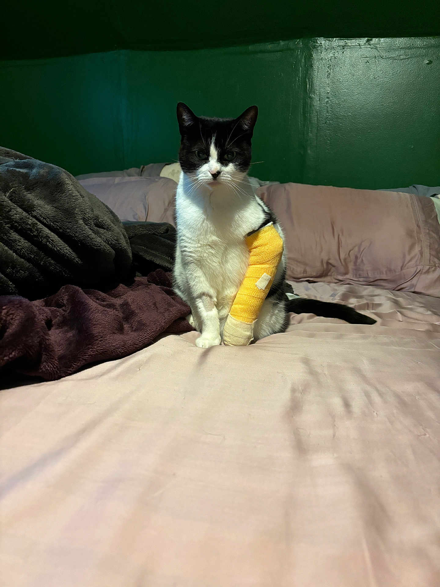 Skye is registered to the contest to win money with this photo: animal, bed, black_and_white, blanket, cast, cat, comfort, cozy, domestic_animal, feline, fur, green_wall, indoor, injury, looking, paw, pet, resting, soft_lighting, whiskers