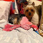 Nipsey joined the competition — help win amazing prizes! dog, toy, pink_flamingo, pillow, bed, blanket, indoor, cute, small_dog, fur, pet, resting, colorful, cozy, soft_toy, animal, companion, domestic, relaxed, looking
