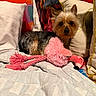 dog, toy, pink_flamingo, pillow, bed, blanket, indoor, cute, small_dog, fur, pet, resting, colorful, cozy, soft_toy, animal, companion, domestic, relaxed, looking