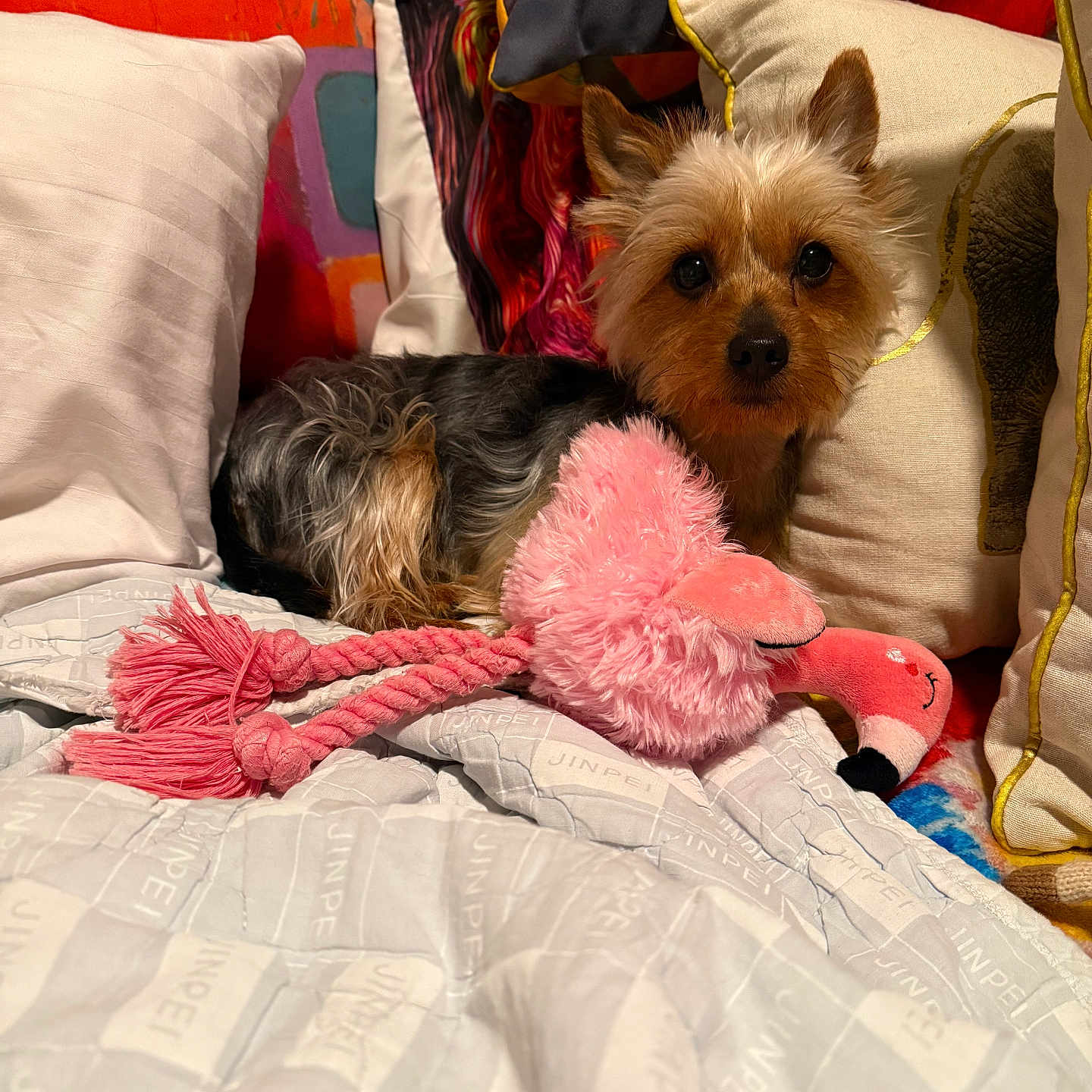 Nipsey joined the competition — help win amazing prizes! dog, toy, pink_flamingo, pillow, bed, blanket, indoor, cute, small_dog, fur, pet, resting, colorful, cozy, soft_toy, animal, companion, domestic, relaxed, looking