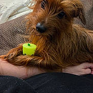 Jonezy joined the competition — help win amazing prizes! animal, arm, brown_fur, closeup, companion, couch, cozy, cute, dog, fur, green_toy, hand, indoor, pet, portrait, relaxed, resting, scruffy, small_dog, toy