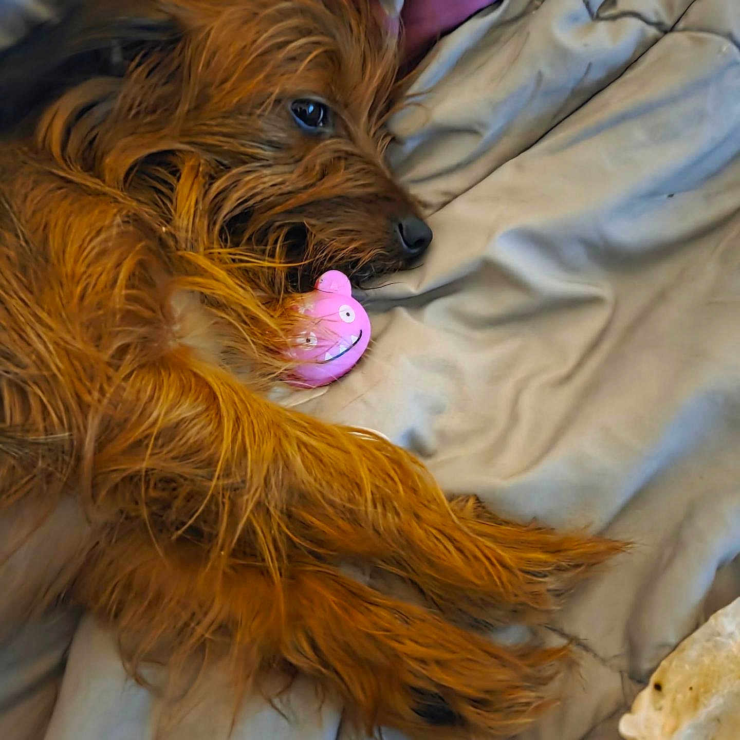 Jonezy Walcher joined the competition — help win amazing prizes! animal, bedspread, brown_fur, comfort, cozy, cute, dog, fur, home, indoor, lying_down, muzzle, paw, pet, pink_toy, playful, relaxing, resting, sleepy, toy