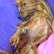 Jonezy Walcher is registered to the contest to win money with this photo: animal, canine, close_up, comfort, cozy, cute, dog, domestic_animal, fur, indoors, long_hair, mammal, paw, pet, pink_fabric, purple_cushion, relaxed, resting, sleepy, snuggling