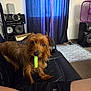 Jonezy Walcher is registered to the contest to win money with this photo: animal, black_couch, brown_dog, couch, curtains, dog, fan, fur, green_object, household, indoor, leather_couch, living_room, looking, person_leg, pet, purple_curtains, rug, small_dog, speakers