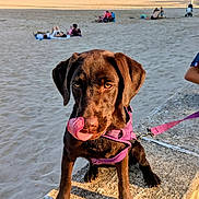 Appy participe au concours pour gagner de l'argent avec cette photo : animal, beach, chocolate, cute, dog, harness, labrador, leash, outdoor, people_in_background, pet, puppy, relaxation, sand, stone_ledge, summer, sunlight, tongue_out, vacation, young_dog