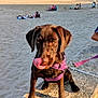animal, beach, chocolate, cute, dog, harness, labrador, leash, outdoor, people_in_background, pet, puppy, relaxation, sand, stone_ledge, summer, sunlight, tongue_out, vacation, young_dog