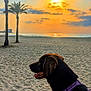 Appy a rejoint le concours — aidez-le/la à gagner de superbes lots ! animal, beach, canine, clouds, dog, harness, leash, nature, ocean, outdoor, palm_trees, purple, relaxation, sand, scenic, serene, sky, sun, sunset, water