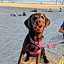 Appy participe au concours pour gagner de l'argent avec cette photo : animal, beach, canine, daytime, dog, happy, labrador, leash, nature, outdoor, people, pet, purple_harness, relaxing, sand, smiling, summer, sunlight, vacation, water