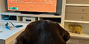 Appy a rejoint le concours — aidez-le/la à gagner de superbes lots ! animal_figurine, blanket, brown, cabinet, decor, dog, electronics, furniture, home, indoor, living_room, pet, relaxation, screen, sport, table, television, tennis, watching, wood_floor
