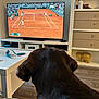 animal_figurine, blanket, brown, cabinet, decor, dog, electronics, furniture, home, indoor, living_room, pet, relaxation, screen, sport, table, television, tennis, watching, wood_floor