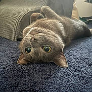 Mae is registered to the contest to win money with this photo: animal, blanket, carpet, cat, cozy, curious, domestic, feline, floor, fur, furniture, gray_cat, home, indoor, pet, playful, relaxed, upside_down, whiskers, wide_eyes