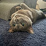 animal, blanket, carpet, cat, cozy, curious, domestic, feline, floor, fur, furniture, gray_cat, home, indoor, pet, playful, relaxed, upside_down, whiskers, wide_eyes