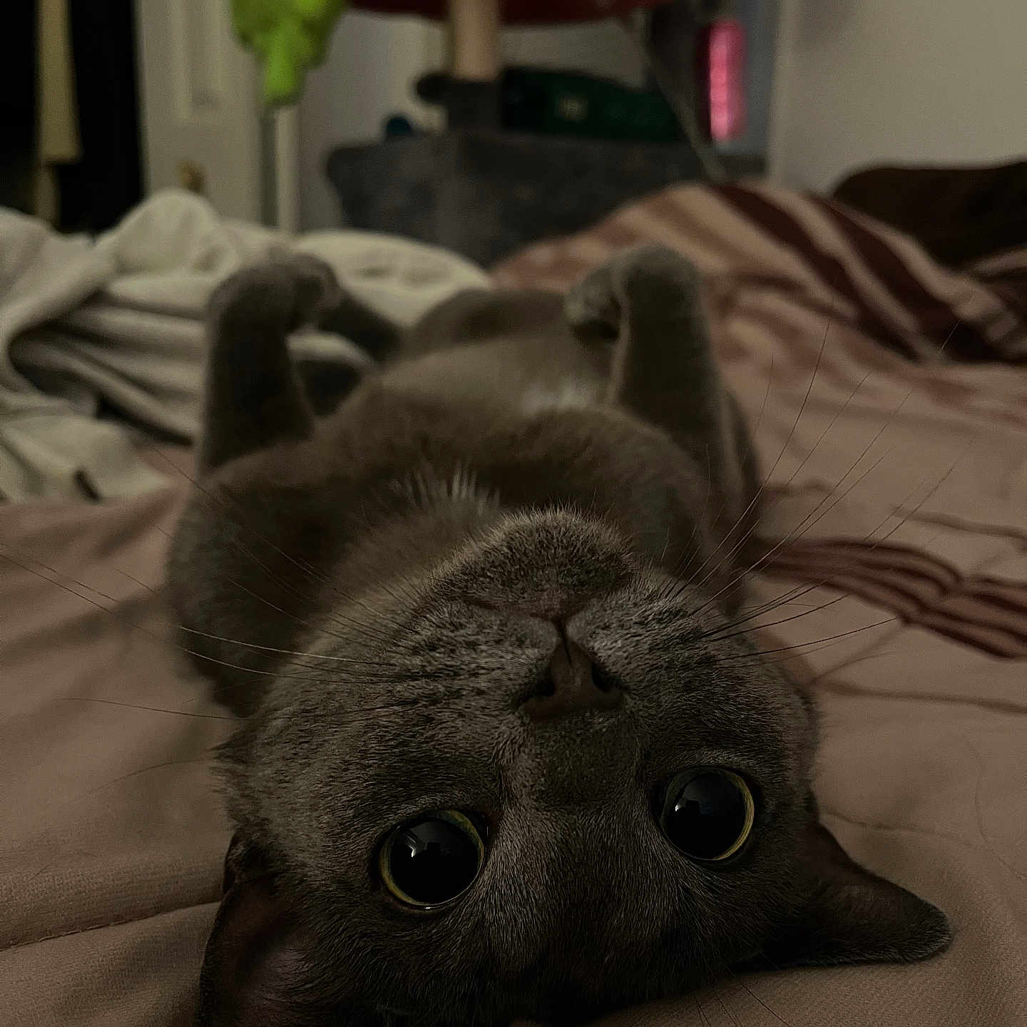 Mae