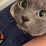 Mae is registered to the contest to win money with this photo: animal, blue_carpet, cat, close_up, curious, cute, domestic_cat, eyes, face, feline, floor, food_bowl, fur, gray_cat, house_pet, indoor, looking_up, pet, portrait, whiskers