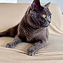 Unik participe au concours pour gagner de l'argent avec cette photo : animal, beige, cat, closeup, couch, domestic_cat, ears, feline, fur, gray_cat, household, indoor, looking_away, paws, pet, portrait, relaxed, sitting, whiskers, yellow_eyes