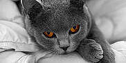 Unik a rejoint le concours — aidez-le/la à gagner de superbes lots ! abyssinian, animal, bed, blanket, cat, couch, furniture, gray, homedecor, kitten, linen, manx, person, pet, quilt, siamese, sleeping