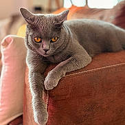 Unik participe au concours pour gagner de l'argent avec cette photo : amber_eyes, armrest, cat, closeup, couch, cozy, domestic_animal, feline, fur, gray_cat, home, indoor, lounging, paw, pet, relaxed, sofa, soft_light, stitching, whiskers