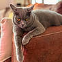 amber_eyes, armrest, cat, closeup, couch, cozy, domestic_animal, feline, fur, gray_cat, home, indoor, lounging, paw, pet, relaxed, sofa, soft_light, stitching, whiskers