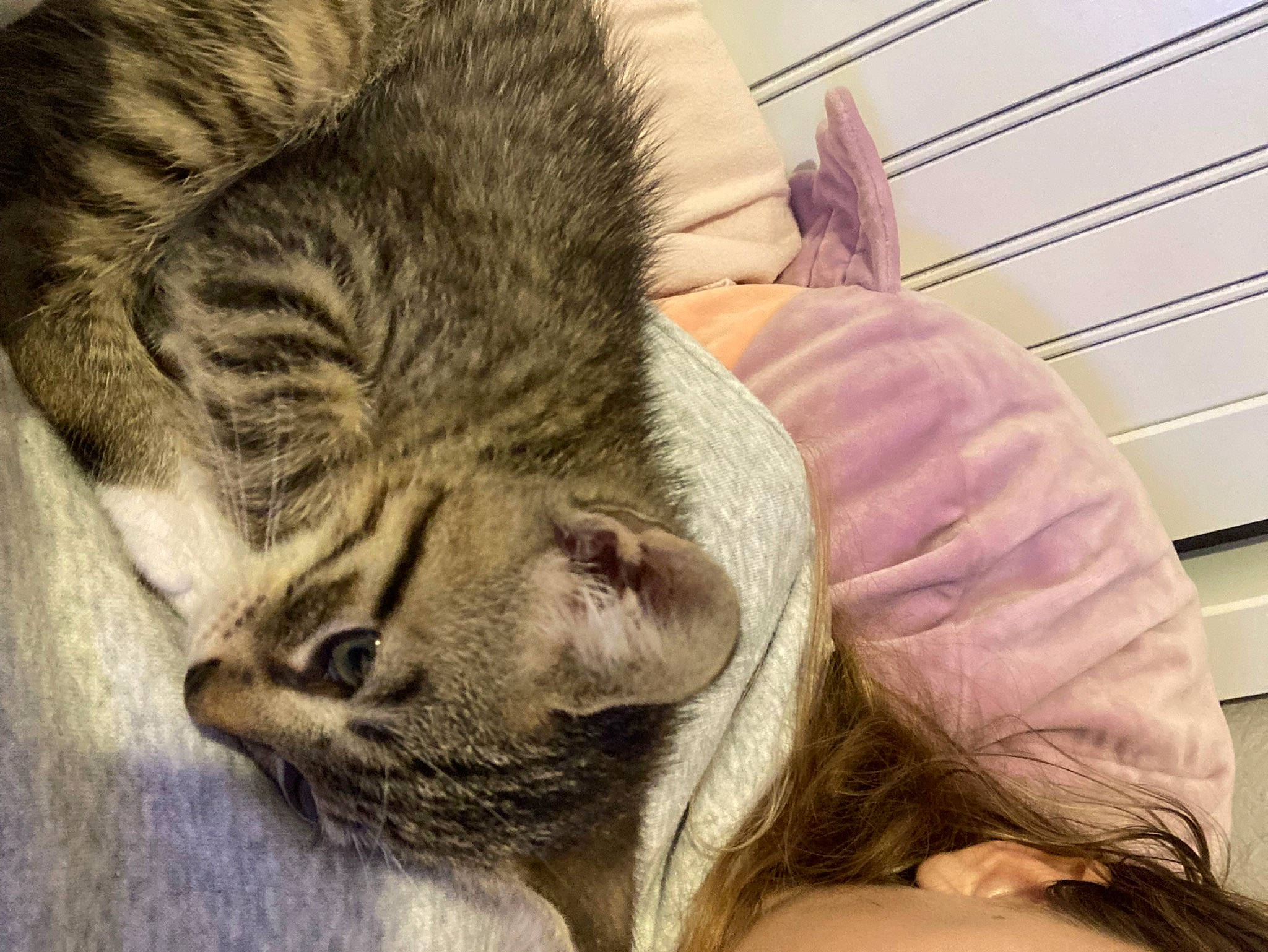 Zazu joined the competition — help win amazing prizes! carnivore, cat, claw, comfort, domestic_short_haired_cat, ear, felidae, foot, fur, gesture, nap, paw, sleep, small_to_medium_sized_cats, snout, tail, terrestrial_animal, whiskers, wildlife, wood