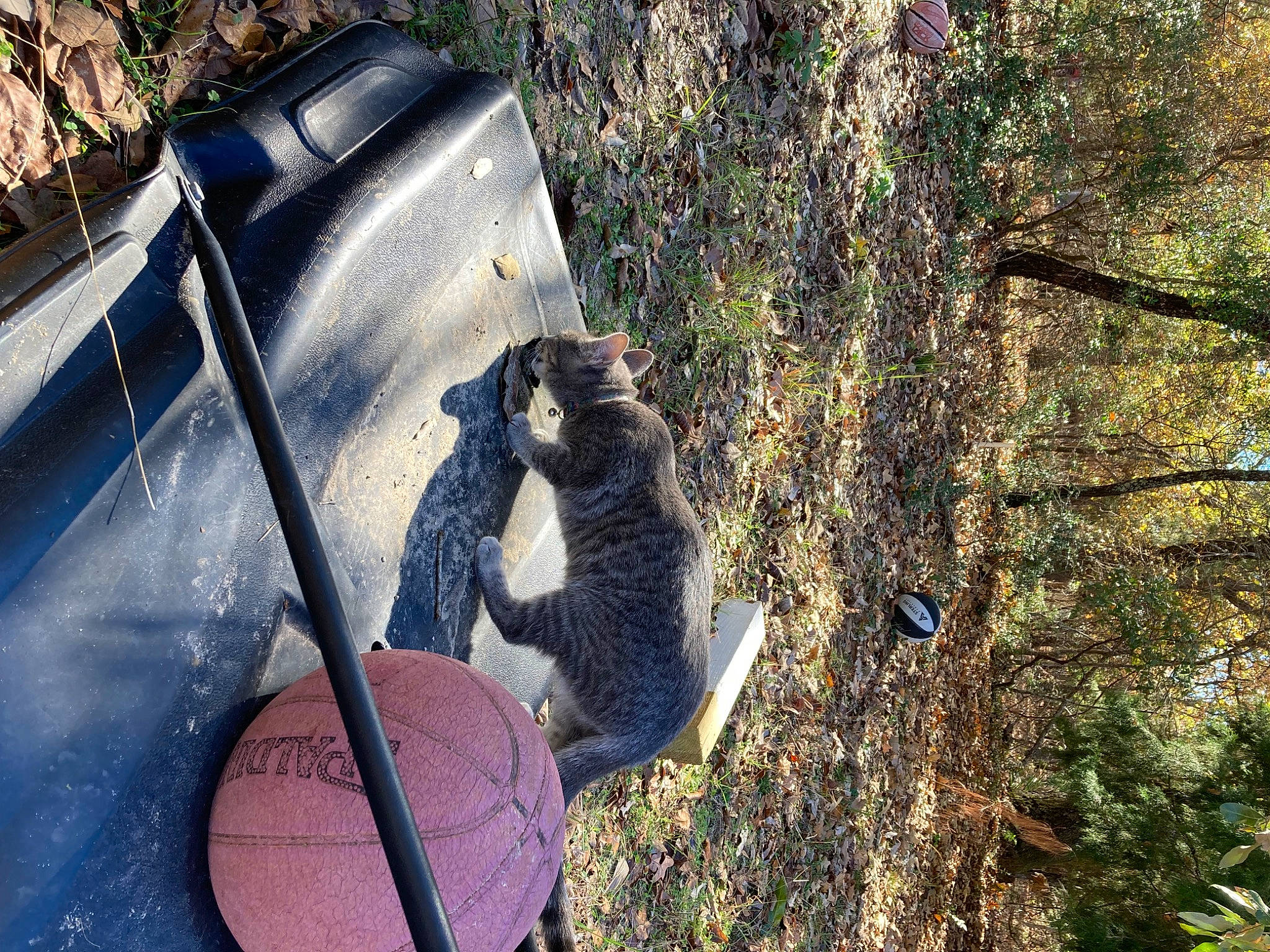 Nala joined the competition — help win amazing prizes! automotive_exterior, automotive_tire, backyard, grass, leisure, personal_protective_equipment, plant, recreation, reflection, roof, shadow, soil, tail, tree, trunk, twig, vehicle_door, wildlife, windshield, wood