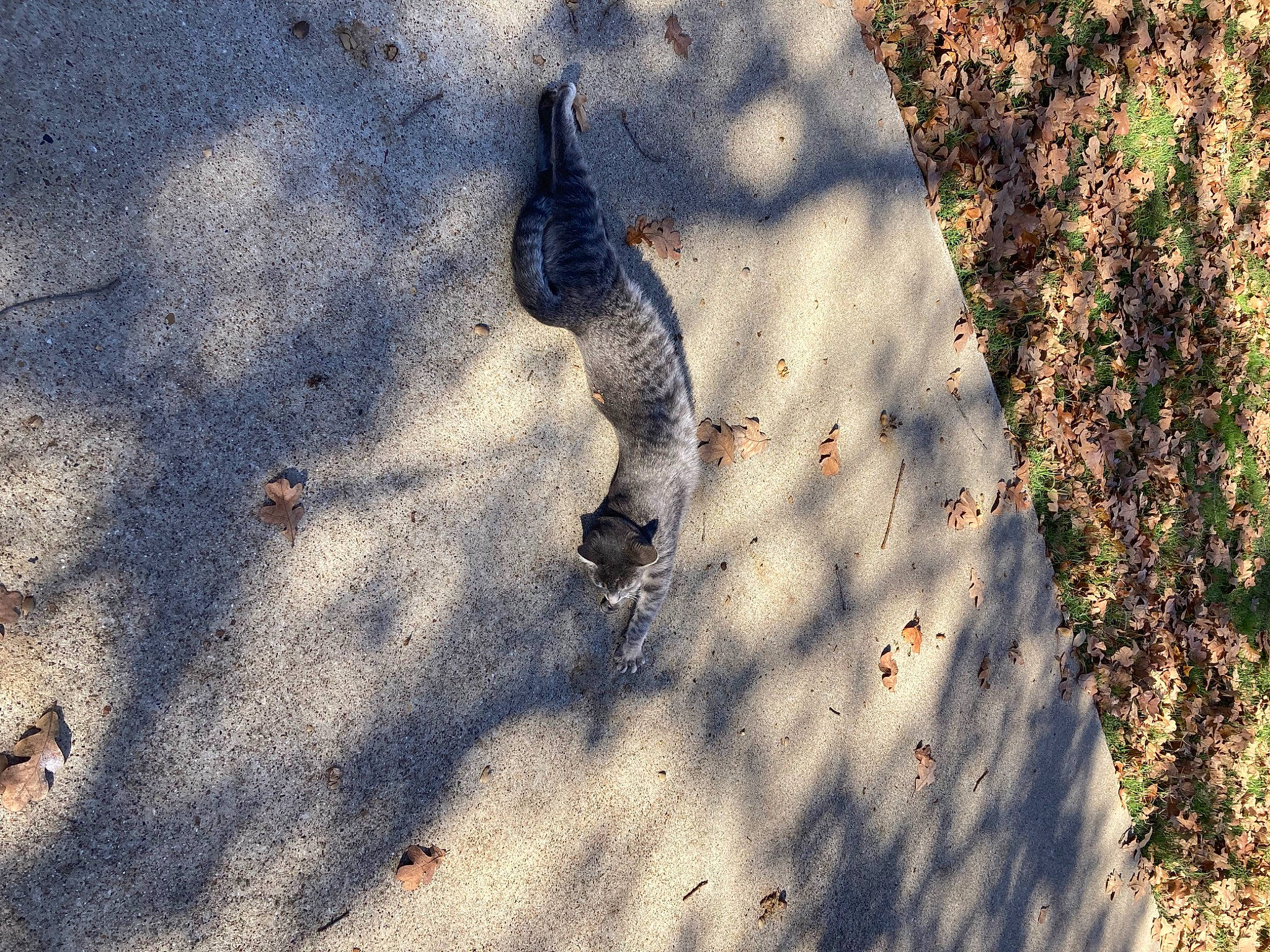 Nala is registered to the contest to win money with this photo: asphalt, grass, human_leg, landscape, people_in_nature, plant, reflection, road_surface, sand, shade, shadow, sky, soil, sunlight, tail, tints_and_shades, tree, wildlife, wing, wood
