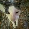cat, close_up, blurry, tile_floor, indoor, pet, curious, animal, white_and_gray, floor_pattern, domestic_cat, whiskers, ears, paws, feline, portrait, looking_up, household, furry, companion