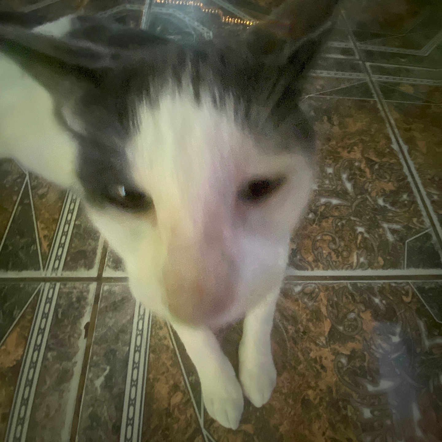 Milo joined the competition — help win amazing prizes! cat, close_up, blurry, tile_floor, indoor, pet, curious, animal, white_and_gray, floor_pattern, domestic_cat, whiskers, ears, paws, feline, portrait, looking_up, household, furry, companion