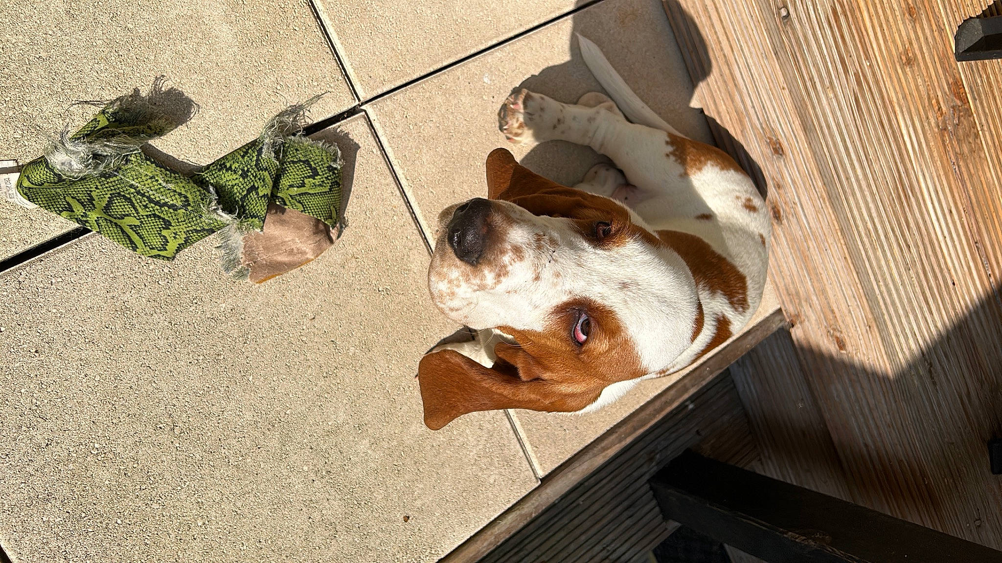 Valeureux Mattéï participe au concours pour gagner de l'argent avec cette photo : basset_hound, canidae, carnivore, companion_dog, dog, dog_breed, dog_supply, fawn, leash, liver, mammal, pet_supply, road_surface, scent_hound, sidewalk, snout, sporting_group, vertebrate, wood, working_animal