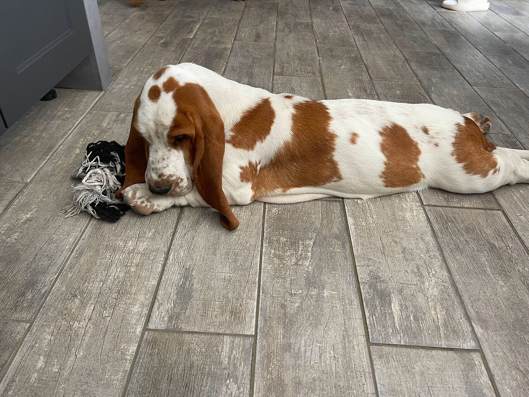 Valeureux Mattéï participe au concours pour gagner de l'argent avec cette photo : basset_hound, canidae, carnivore, companion_dog, dog, dog_breed, fawn, flooring, fur, gun_dog, hardwood, liver, plank, scent_hound, snout, spaniel, sporting_group, tail, terrestrial_animal, wood