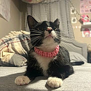 Mittens joined the competition — help win amazing prizes! bed, bedroom, black_and_white, cat, collar, cozy, curious, curtains, cute, decorations, domestic_animal, feline, fur, indoor, paws, pet, pink, resting, soft_lighting, whiskers