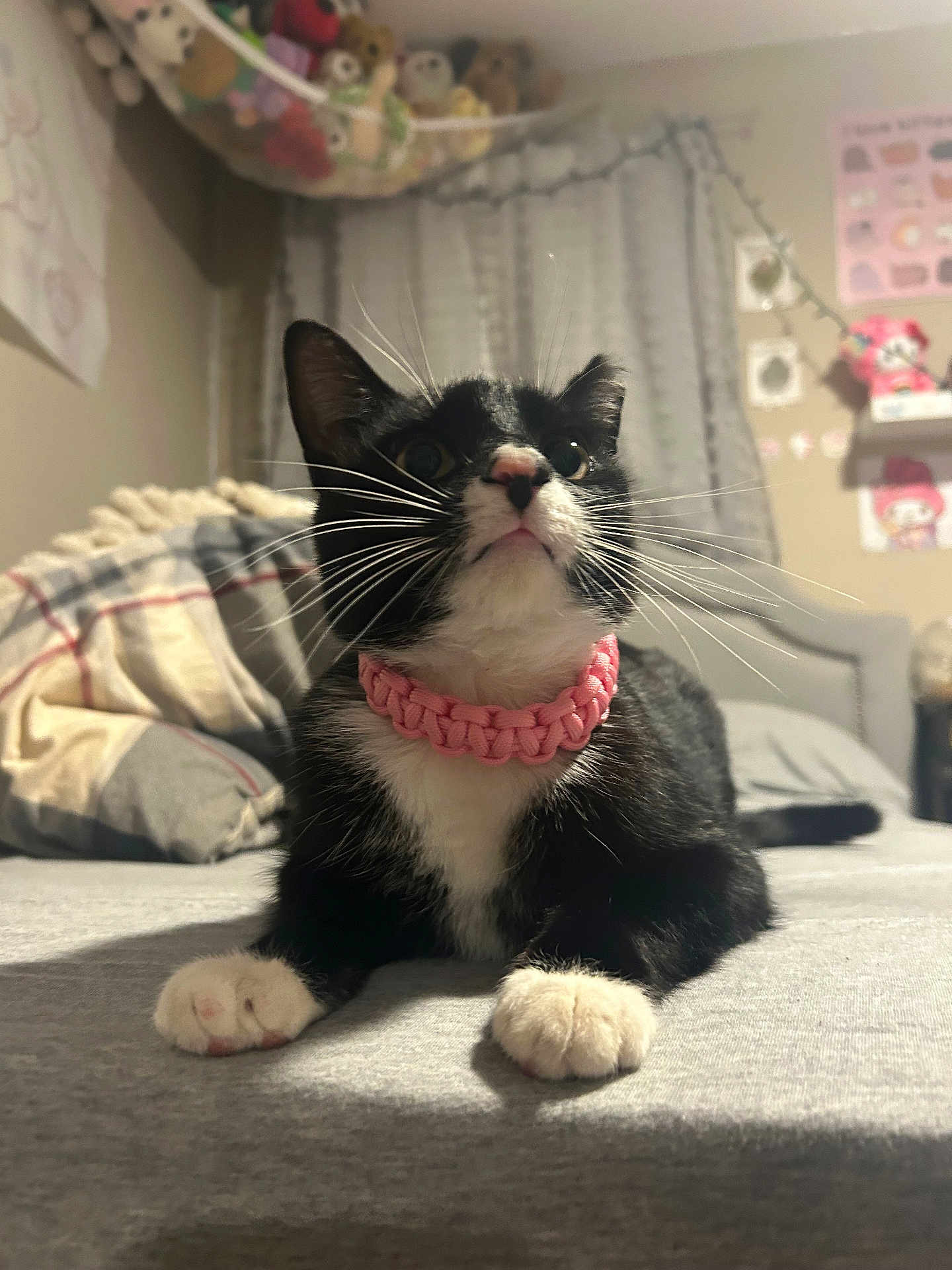 Mittens joined the competition — help win amazing prizes! bed, bedroom, black_and_white, cat, collar, cozy, curious, curtains, cute, decorations, domestic_animal, feline, fur, indoor, paws, pet, pink, resting, soft_lighting, whiskers