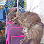 Bubbles joined the competition — help win amazing prizes! bag, blanket, cat, cozy, feline, fluffy, fur, household, indoor, luggage, paw, pet, pink_zippers, purple_suitcase, quiet, relaxation, resting, sleeping, soft, tail