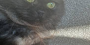 Bubbles is registered to the contest to win money with this photo: animal, black_cat, carpet, cat, closeup, cute, domestic_animal, feline, fluffy, fur, green_eyes, indoor, mammal, pet, portrait, relaxing, shadow, sleepy, sunlight, whiskers