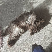 Bubbles is registered to the contest to win money with this photo: animal, carpet, cat, clothing, cozy, domestic, fluffy, foot, furry, home, indoor, paw, pet, relaxed, resting, shadow, shadow_pattern, sleeping, sock, sunlight
