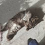 animal, carpet, cat, clothing, cozy, domestic, fluffy, foot, furry, home, indoor, paw, pet, relaxed, resting, shadow, shadow_pattern, sleeping, sock, sunlight