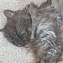 Bubbles is registered to the contest to win money with this photo: animal, carpet, cat, closeup, cozy, cute, domestic, feline, fluffy, fur, gray_fur, indoor, nap, paws, pet, relaxed, resting, sleeping, soft, whiskers