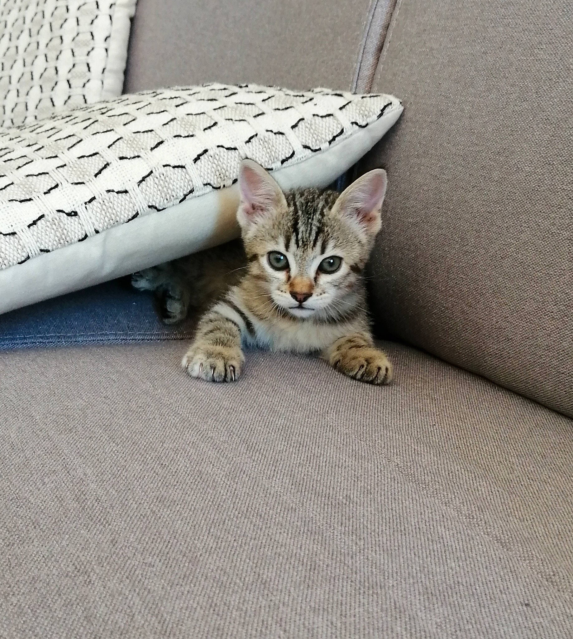 Dinah a rejoint le concours — aidez-le/la à gagner de superbes lots ! carnivore, cat, comfort, couch, domestic_short_haired_cat, fawn, felidae, floor, flooring, fur, grey, linens, paw, sitting, small_to_medium_sized_cats, snout, tail, whiskers, window, wood