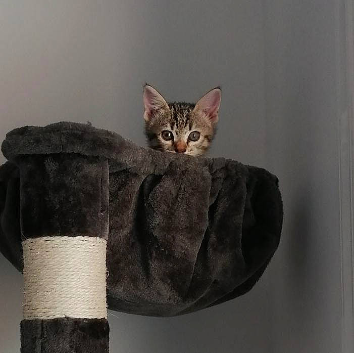 Dinah participe au concours pour gagner de l'argent avec cette photo : art, carnivore, cat, domestic_short_haired_cat, fashion_accessory, felidae, fur, grey, leg, mammal, paw, sculpture, sleeve, small_to_medium_sized_cats, tail, tree, vertebrate, whiskers, window, wood