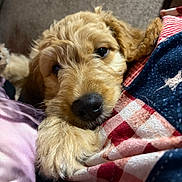 River Dream joined the competition — help win amazing prizes! animal, blanket, close_up, comfort, cozy, cute, dog, fluffy, fur, golden, indoors, nose, paw, pet, portrait, puppy, relaxed, resting, sleepy, soft