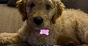 River Dream is registered to the contest to win money with this photo: animal, closeup, couch, cozy, curious, dog, fluffy, furniture, golden, home, indoor, laying_down, pet, pillow, puppy, quilt, soft, stars, stripes, young