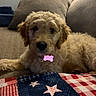 animal, closeup, couch, cozy, curious, dog, fluffy, furniture, golden, home, indoor, laying_down, pet, pillow, puppy, quilt, soft, stars, stripes, young