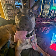 Cairo is registered to the contest to win money with this photo: animal, bed, blurry, brown_dog, collar, couch, decor, dog, figurines, furniture, indoor, large_dog, light, living_room, pet, purple_bedding, shelf, tongue, tongue_out, window