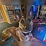 animal, bandana, bed, blanket, blurry, brown_fur, canine, casual, closeup, clutter, decor, dog, domestic, furniture, indoor, pet, relaxed, resting, room, shelf